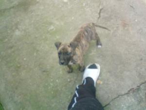 vand pui amstaff