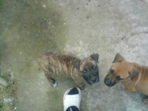 vand pui amstaff