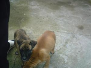 vand pui amstaff