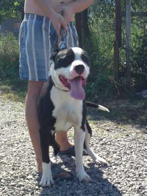 vand amstaff urgent