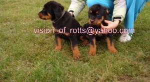 Vand pui Rottweiler iasi