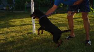 ofer pt imperechere jagd terrier