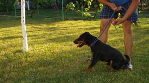 ofer pt imperechere jagd terrier