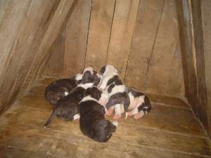 Vand pui de Amstaff