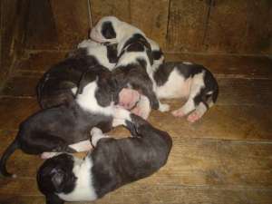 Vand pui de Amstaff