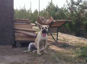presa canario