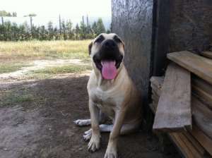 presa canario