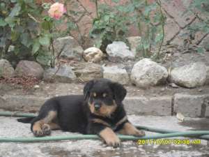 femela rottweiler 9 saptamani