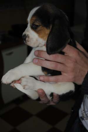 VAND PUI BEAGLE