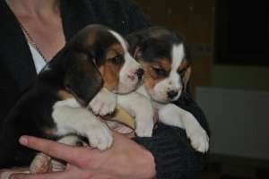 VAND PUI BEAGLE