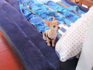 Chihuahua Shorthair-2 c�ini mini cu un pedigree