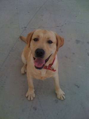 dresaj cani buzau