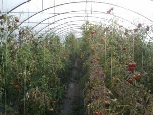 Vand solar profesional legume