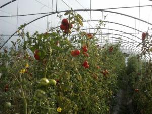 Vand solar profesional legume