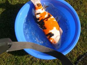 Vand crapi koi 55 cm