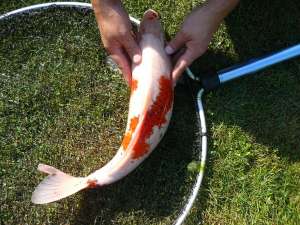 Vand crapi koi 55 cm