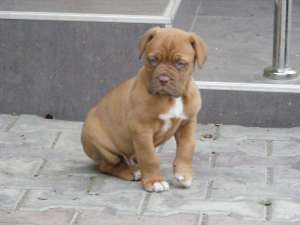 Vand dog de Bordeaux