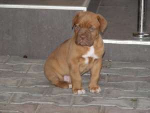 Vand dog de Bordeaux