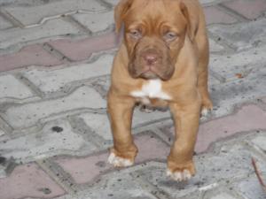 Vand dog de Bordeaux