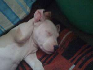 vand catei de amstaff
