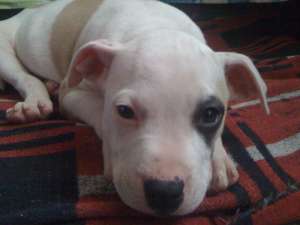 vand catei de amstaff