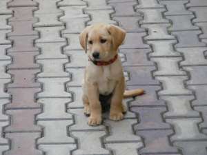 Vand Labrador Retriever auriu