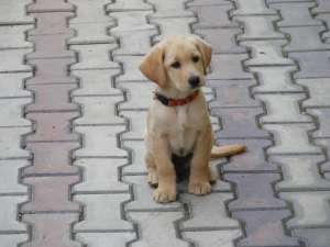Vand Labrador Retriever auriu