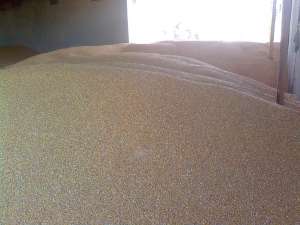VIND PORUMB BOABE LA 0, 80 RON/KG