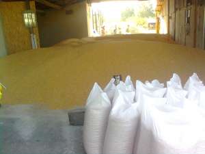 VIND PORUMB BOABE LA 0, 80 RON/KG