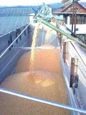 VIND PORUMB BOABE LA 0, 80 RON/KG