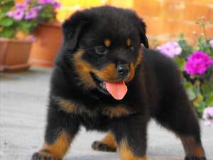 vand catei rottweiler