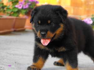 vand catei rottweiler