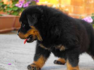 vand catei rottweiler