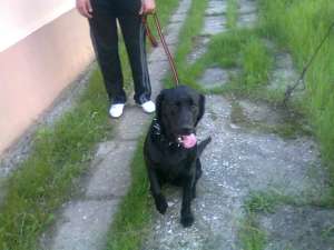 Femela labrador pentru monta