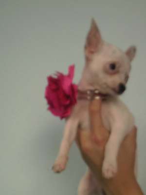 chihuahua