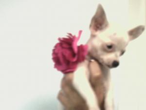DESFIINTEZ CANISA CHIUHUAHUA