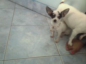 DESFIINTEZ CANISA CHIUHUAHUA
