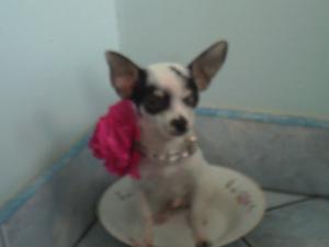 DESFIINTEZ CANISA CHIUHUAHUA