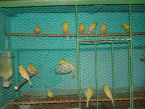 Vand canari de culoare de calitate