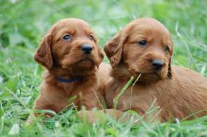 vand pui de setter irlandez rosu