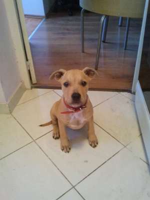 Vand Pui Amstaff - Mascul 2 luni si jumatate