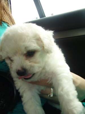 Vand Femele Bichon Bolognese Ieftin  Poze Reale