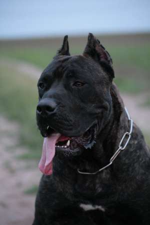 Presa canario/dogo canario prenotarii puii