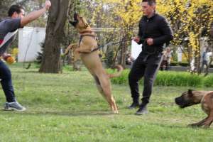 Presa canario/dogo canario prenotarii puii