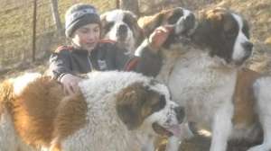 Pui saint bernard de vanzare