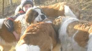 Pui saint bernard de vanzare