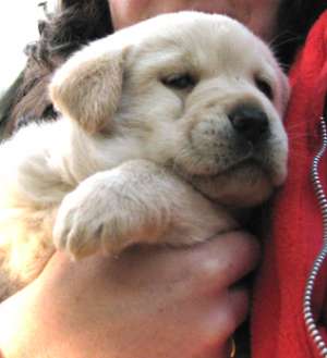 labrador