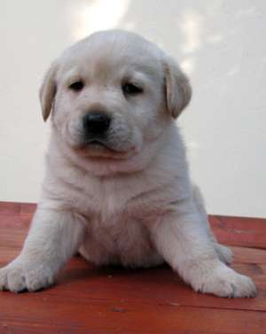 labrador