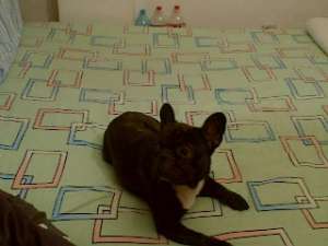 GASIT BULLDOG FRANCEZ ZONA OZANA