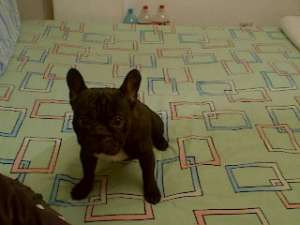 GASIT BULLDOG FRANCEZ ZONA OZANA